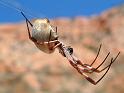 Nephila_edulis_D3946_Z_87_Alice Springs_Australie